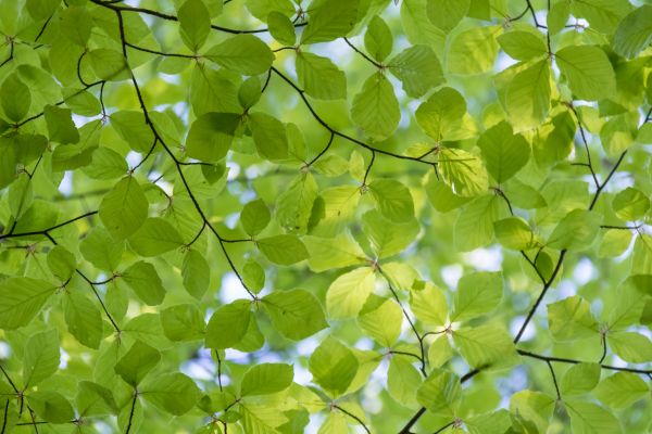 modello,verde,foresta,foglia,primavera,boschi