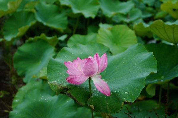 jardim, natureza, chuva, verde, Leica, Tóquio