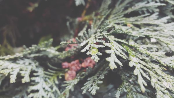 nature, landscape, branch, frost, spruce, fir