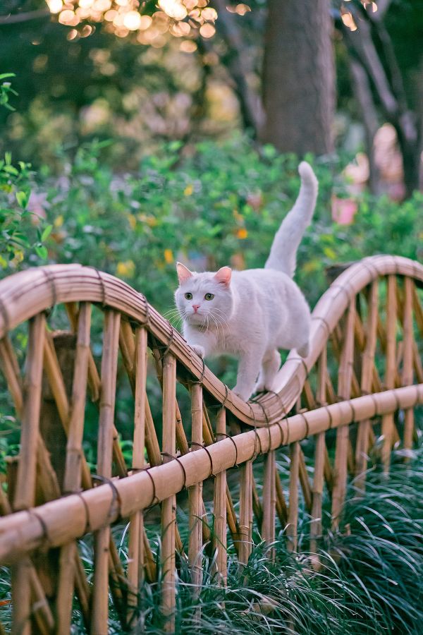 fabriek,kat,felidae,groen,blad,boom