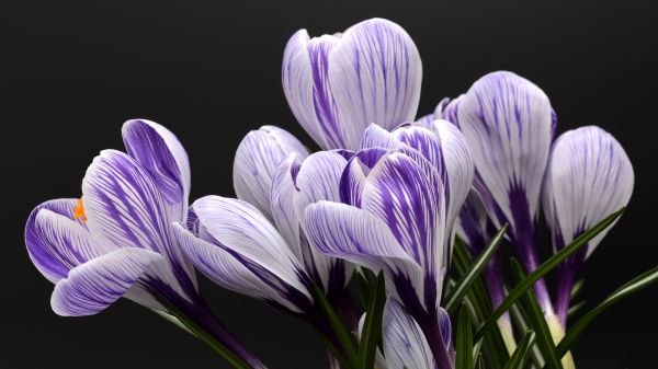 Blumen,Krokus,Makro,schwarzer Hintergrund,Einfacher hintergrund