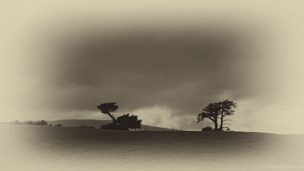 Árboles, paisaje, monocromo, nieve, invierno, fotografía