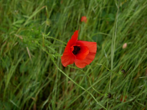 bunga,menanam,daun bunga,corn poppy,Natural landscape,padang rumput