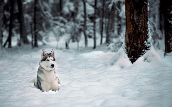 animaux,neige,hiver,chien,Husky sibérien,Gel