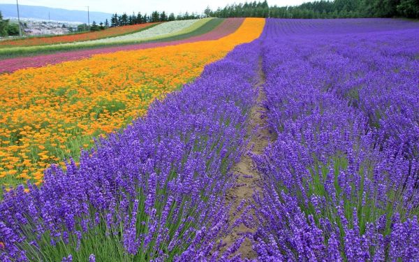 Flores,campo,lavanda,flor,Árboles,pradera