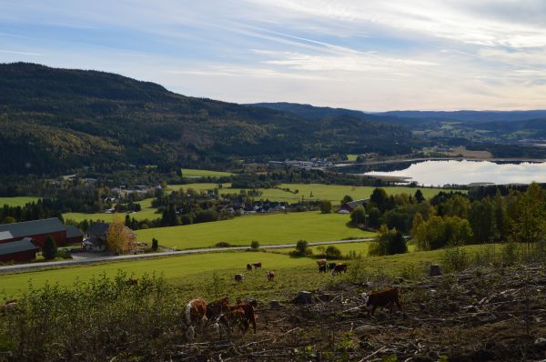 paysage,forêt,tomber,colline,Lac,eau