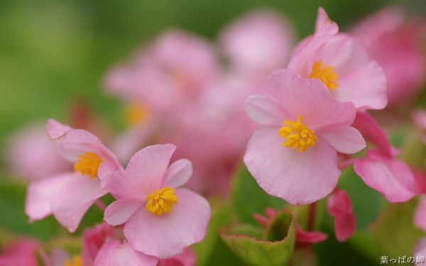 ピンクの花,ピンク,春,花,花,工場