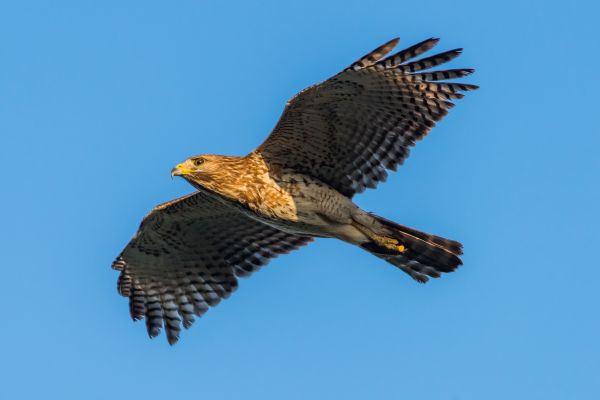 vogelstand, natuur, buitenshuis, dieren in het wild, roofvogel, adelaar