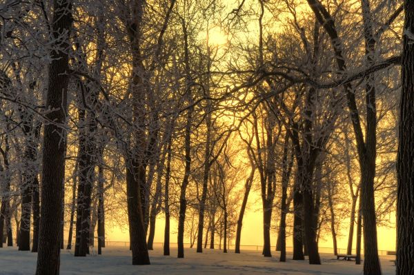 lumina soarelui,copaci,peisaj,pădure,natură,cer