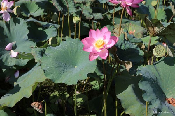 flor,planta,Loto,botánica,pétalo,verde