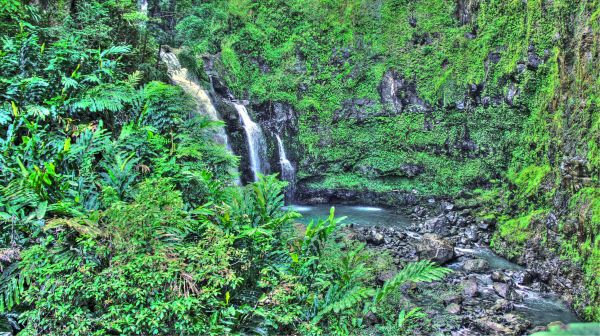 floresta,cascata,de praia,Palmeiras,selva,corrente