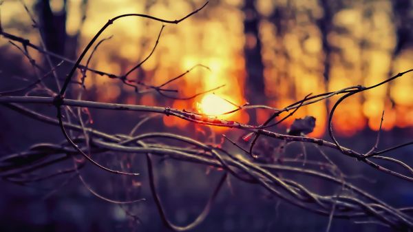 branche,ambre,Natural landscape,bois,brindille,tronc