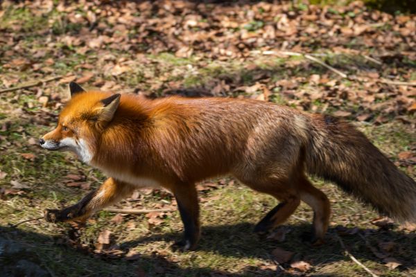 野生動物,動物園,狐,動物,Djur,exifモデルcanoneos760d