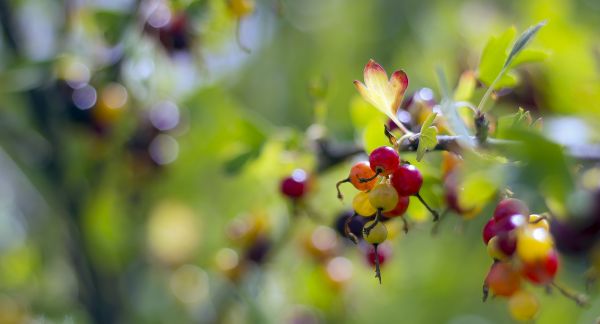 sollys, natur, fotografering, makro, afdeling, grøn