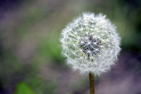 꽃,민들레,하위,줄기