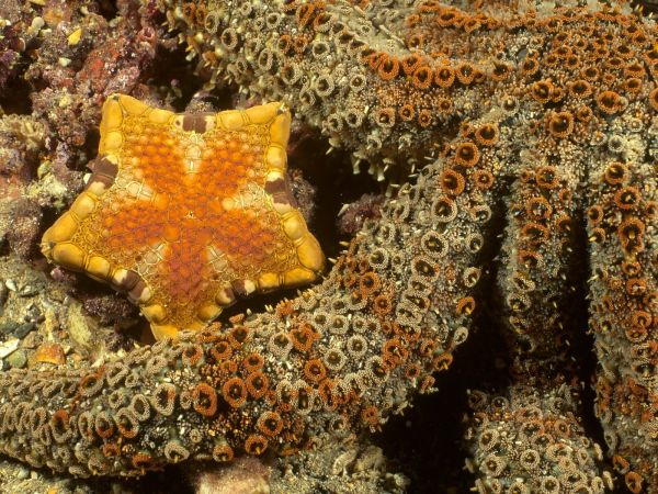 mare,natura,subacqueo,corallo,stella marina,barriera corallina