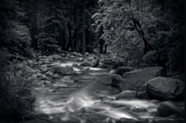 landscape,forest,sunlight,trees,white,black