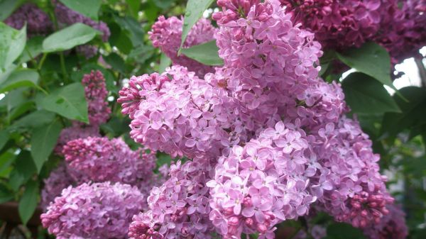 lilas,fleurs,plante,bourgeon