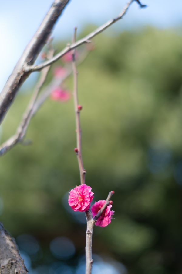 Japon,la nature,branche,fleur,printemps,vert