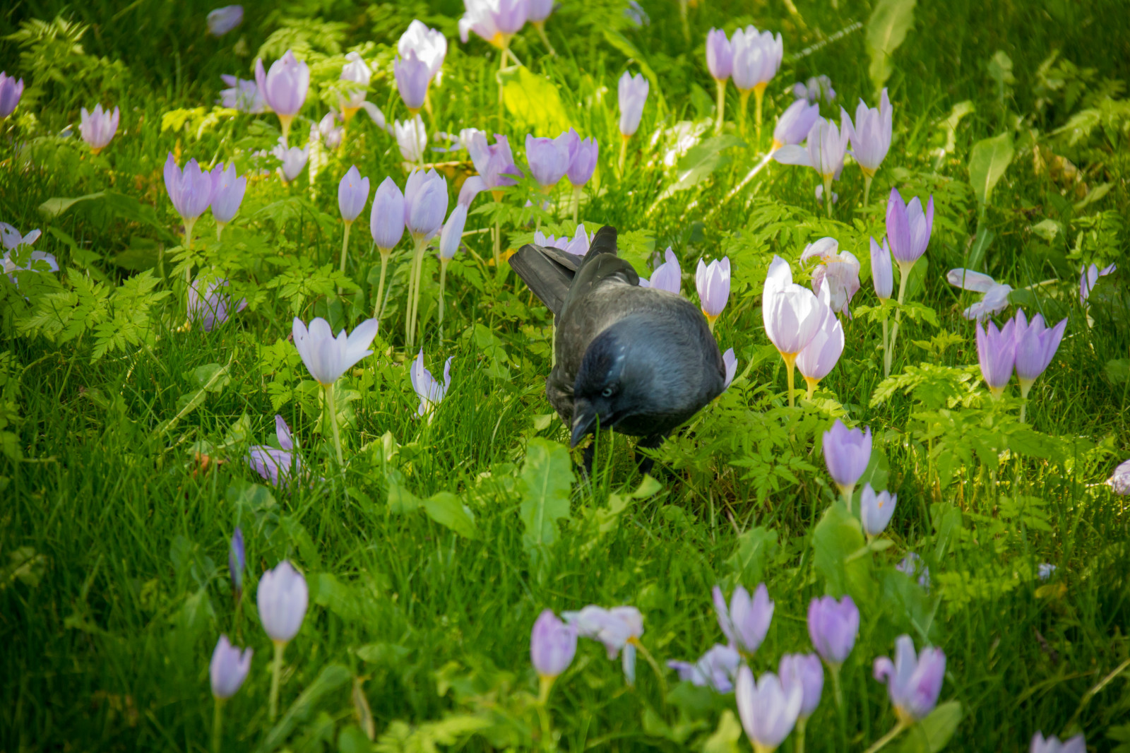 jardin, la nature, herbe, vert, faune, fleur, crocus, fleur, plante, oiseau, flore, Lund, Botaniskatr dg rden, F gel, Modèle exif canoneos760d, Géographie, Camera make canon, La géométrie, Modèle d'appareil photo canoneos760d, Géostate, Géolocalisation, Exif lens efs18200mmf3556is, Ouverture exifère 56, Exif focallength 200mm, Exif make canon, Exif isospeed 640, jardin botanique, Botan, T dg rd, Prairie, Fleur sauvage, pelouse, habitat, Plante terrestre, plante à fleurs, Famille d'iris