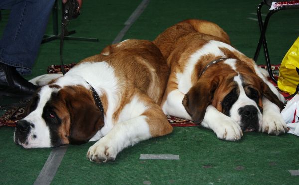 dogs,waiting,st bernards,muzzle,lying