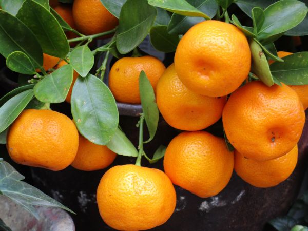 food, fruit, tangerine, orange, citrus, branch