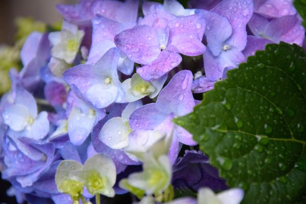 blomster, grøn, blomst, have, hortensia, blad