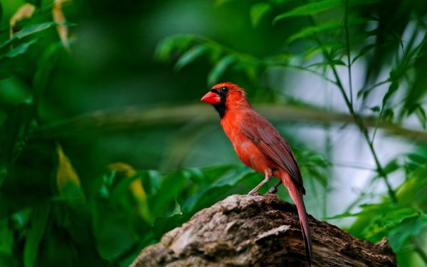 pájaro rojo,rama,sentado,alas