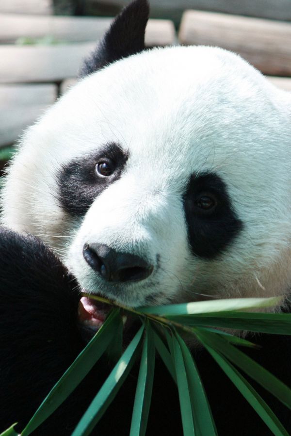 cabeza,ojo,Carnívoro,bigotes,nariz,panda