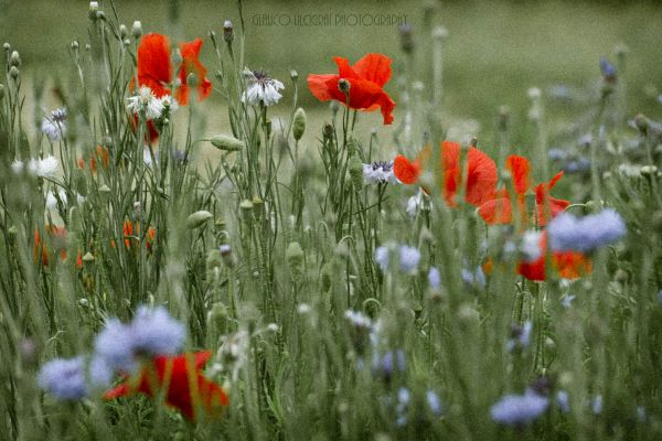 blommor, grön, natur, blå, röd, färger