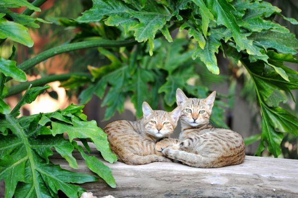 Katze, gestreift, Lüge, Tierwelt, Paar, wilde Katze