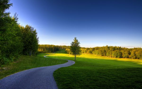 landskap,sommer,furutrær,himmel,skog,vei