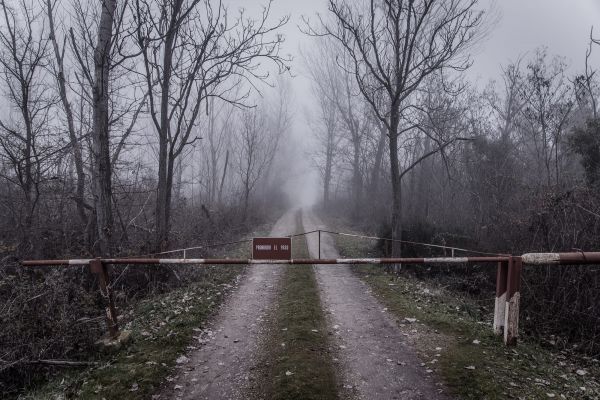 naturaleza,niebla,descolorido,abandonado,la carretera,Árboles