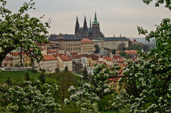 květ,jaro,Praha,Česká republika,Pohled,stromy