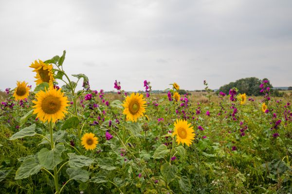 natur,fält,Danmark,blomma,växt,gräsmark