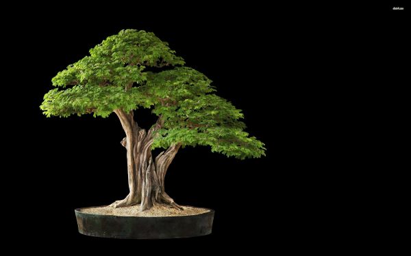 bonsai,tre,anlegg,landanlegg,woody plante,plantestammen