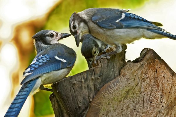 birds,tree stump,couple,caring,family