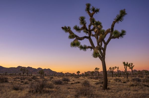 Národní park Joshua Tree,Kalifornie,západ slunce,fotografování,joshua tree,krajina