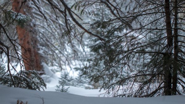 木,雪,松の木