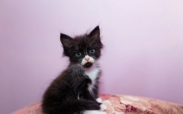 Black Cat, cat, whiskers, Maine Coon, cute, glance