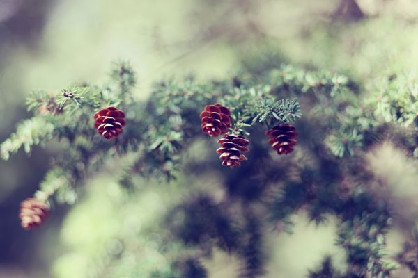 Cônes,sapin,branche,dégradation