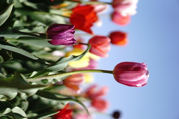 blommor,tulpaner,växter,natur