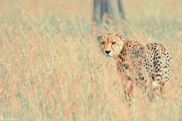 Kenia,fauna silvestre,nacional,Mara,animal,gato