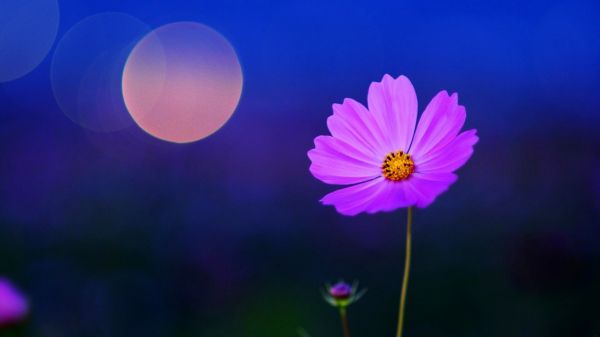 Kosmos-Blume,Natur,1920x1080 px,Blumen,Makro