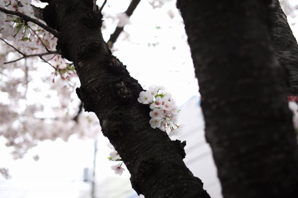 Japon,lumière du soleil,neige,hiver,branche,la nature