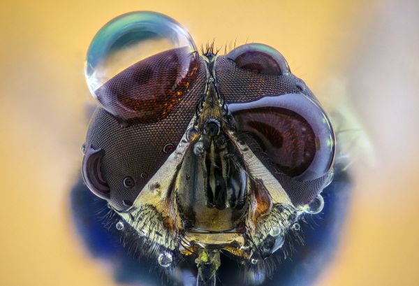 compound eye,makro,insekt,vanndråper,dyr