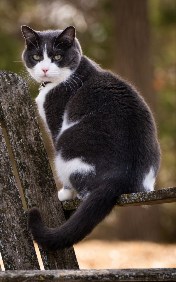 dierlijke oren,Dieren boerderij,dieren,katten