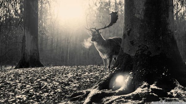 jeleń,Zwierząt,Natura,światło słoneczne,las,monochromia