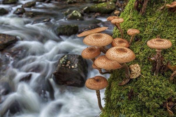 Bos,rots,natuur,rivier-,macro,paddestoel