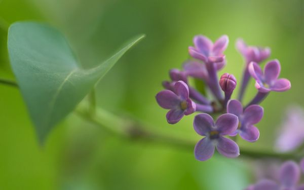 цветя,природа,цвят,лилави цветя,билка,зелен